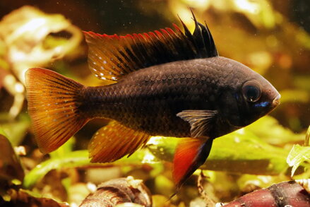 Ramirezi black