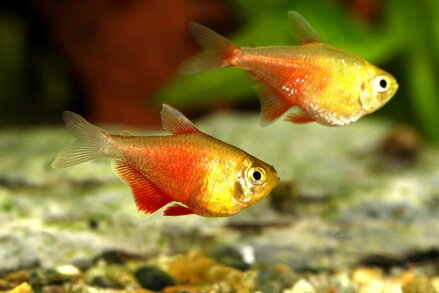 Hyphessobrycon flammeus yellow 