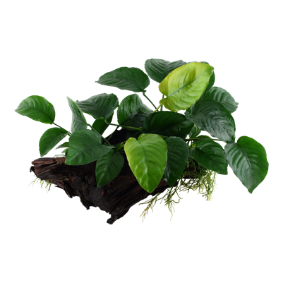 Anubias-barteri na dreve