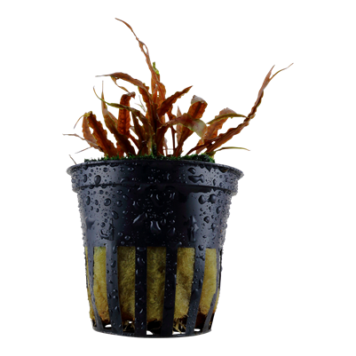 Cryptocoryne albida 'Brown'