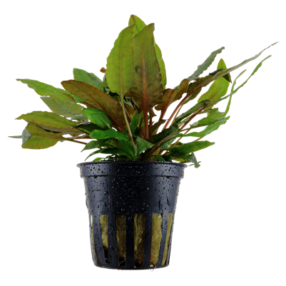 Cryptocoryne wendtii 'Tropica'