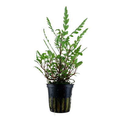 Hygrophila pinnatifida