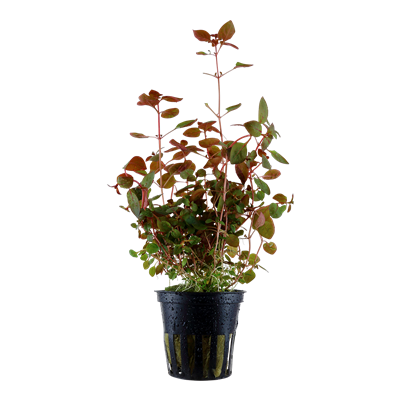 Ludwigia palustris 'Super Red'