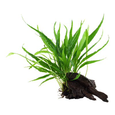 Microsorum pteropus na Nano dreve