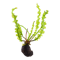 Vodné rastliny Tropica®
