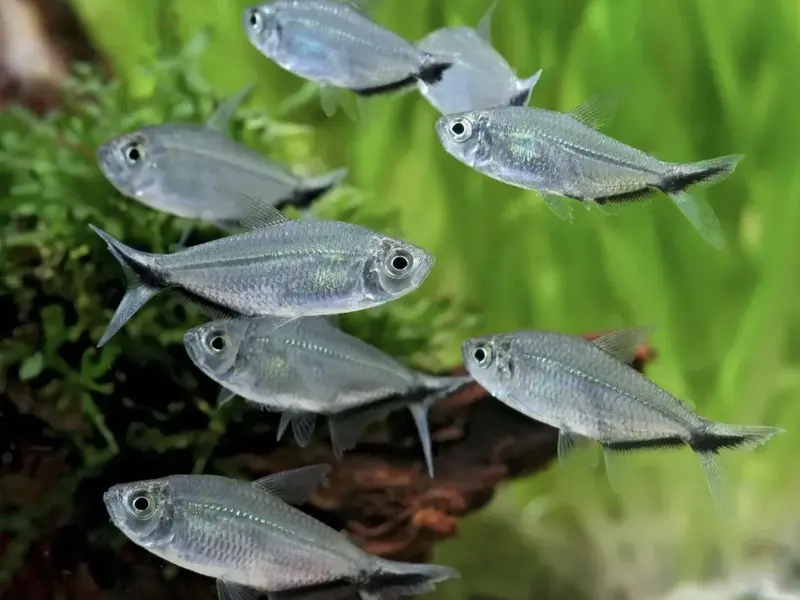 Moenkhausia Costae    
