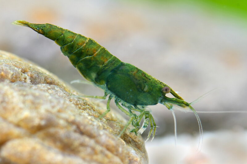 Neocaridina Davidi Green