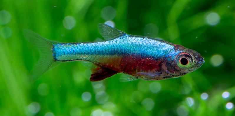 Rasbora axelrodi blue Rasbora axelrodi blue