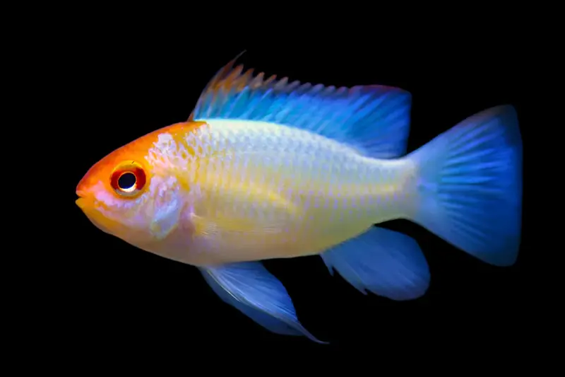 Papiliochromis ramirezi Electric blue