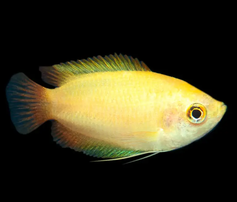 Colisa sota gold dwarf