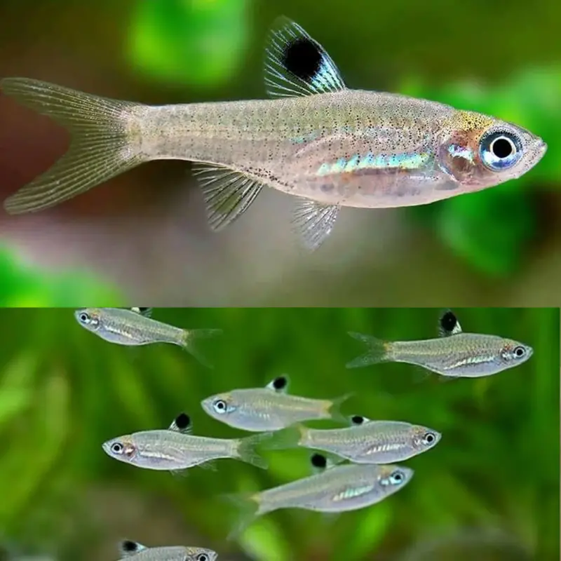 Rasbora dorsiocellata Rasbora dorsiocellata