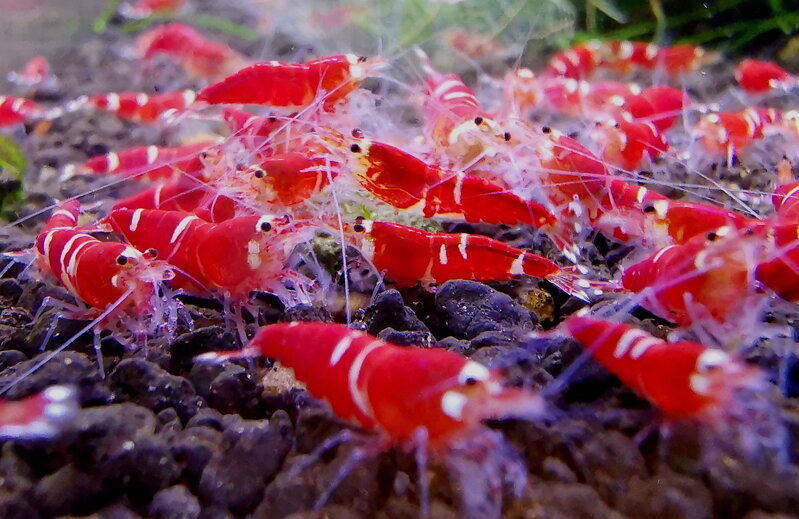 Caridina Crystal Super red