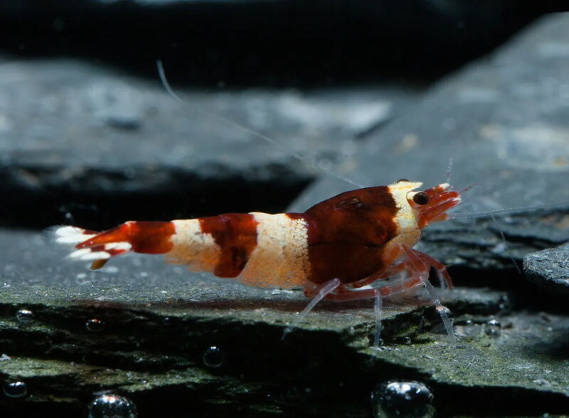 Caridina cantonensis cf. Red Wine