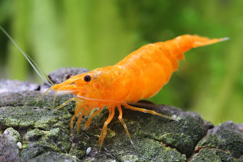 Neocaridina davidi orange 