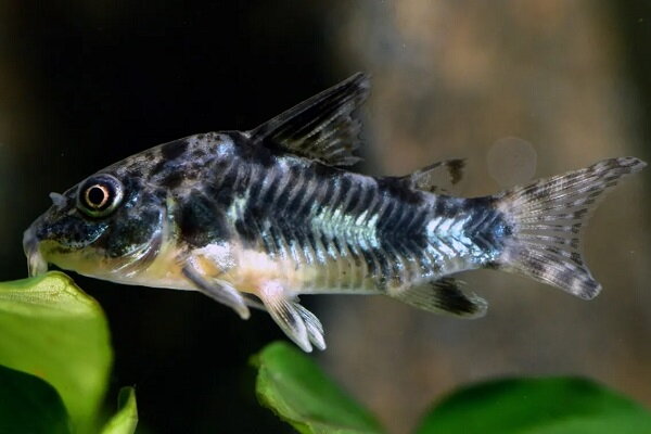 Corydoras paleatus