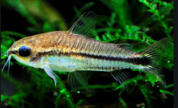 Corydoras pygmaeus