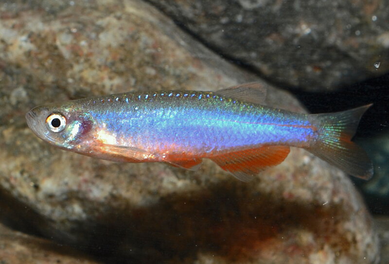 Danio rosea 