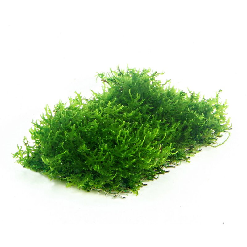Dennerle Riccardia chamedryfolia (graeffei)