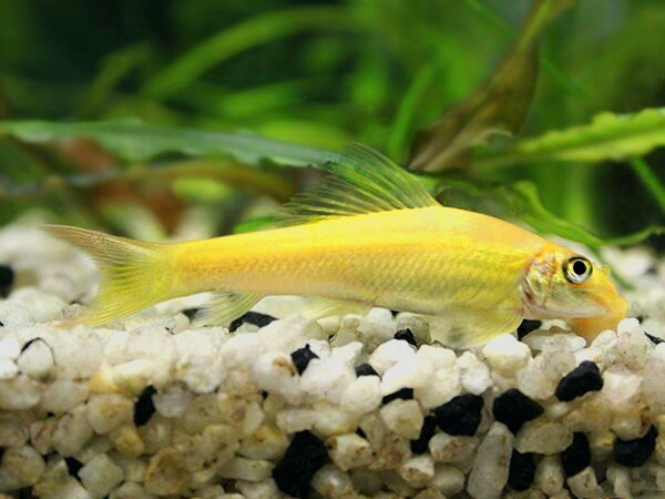 Gyrinocheilus aymonieri gold