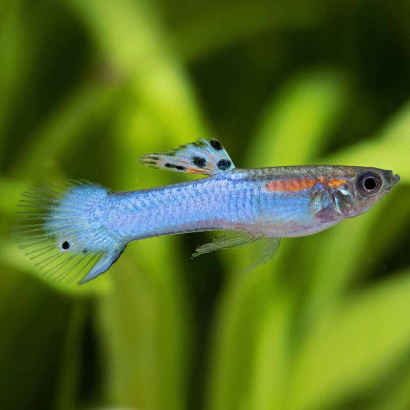 Poecila endler japan blue