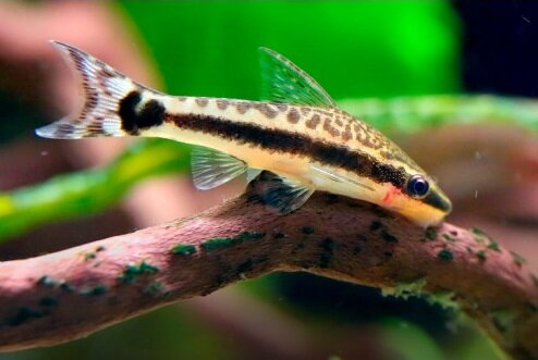 Otocinclus affinis