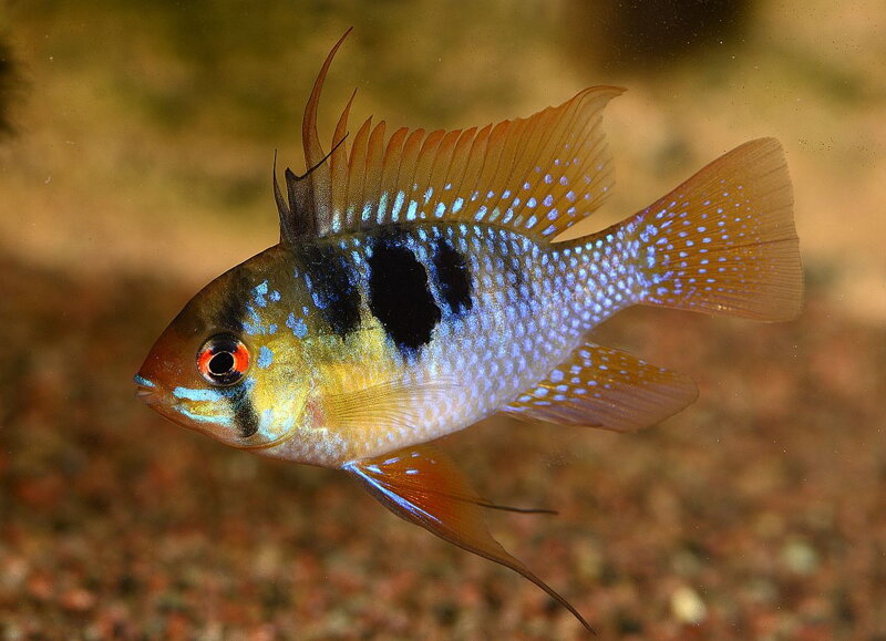 Papiliochromis ramirezi 