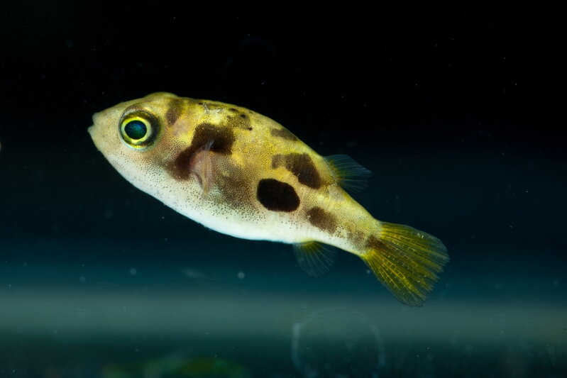 Tetraodon Travancoricus