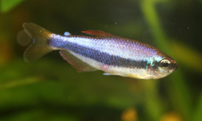 Inpaichthys kerri Inpaichthys kerri