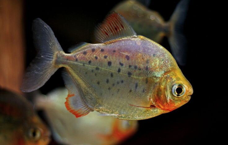 Metynnis maculatus Metynnis maculatus