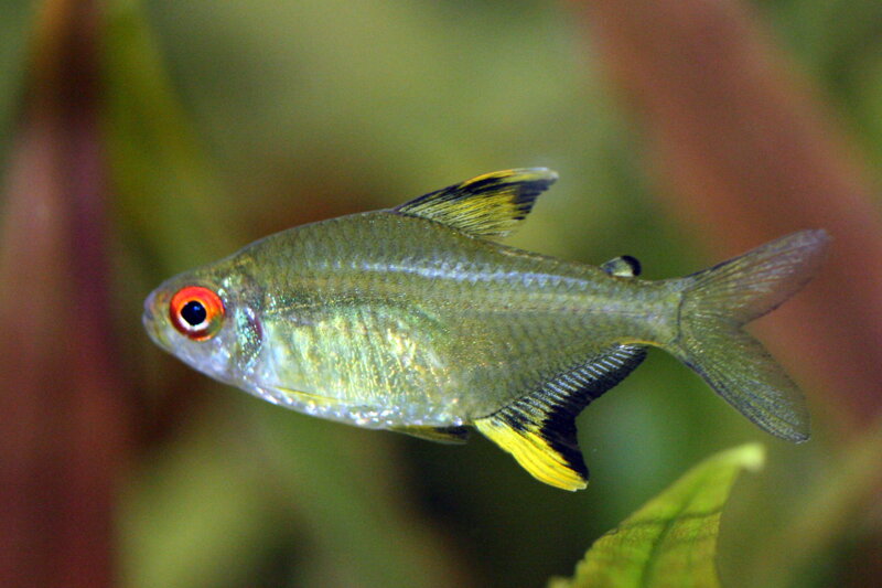 Hyphessobrycon pulchripinnis 