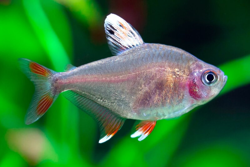 Hyphessobrycon bentosi white fin