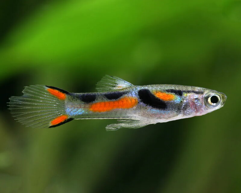 Poecilia wingei 