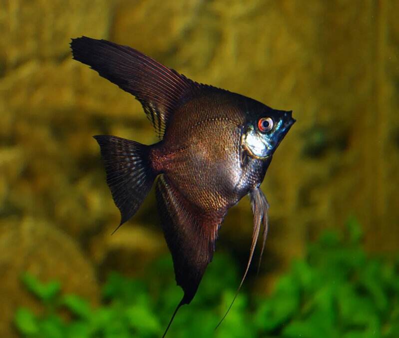 Pterophyllum scalare black