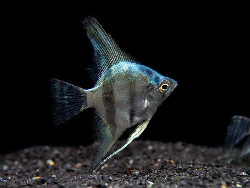 Pterophyllum scalare blue diamond