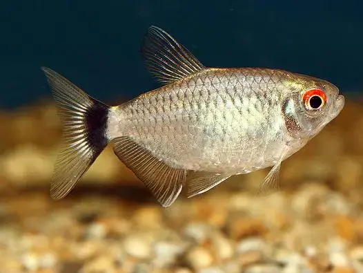 Moenkhausia sanctaefilomenae Moenkhausia sanctaefilomenae