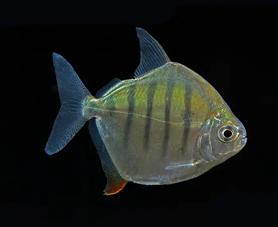 Metynnis fasciatus Metynnis fasciatus