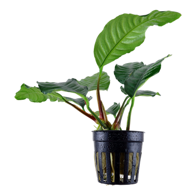 Anubias barteri 'Coffeifolia'