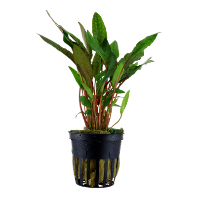 Cryptocoryne beckettii 'Petchii'