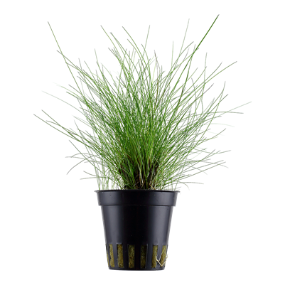 Eleocharis parvula