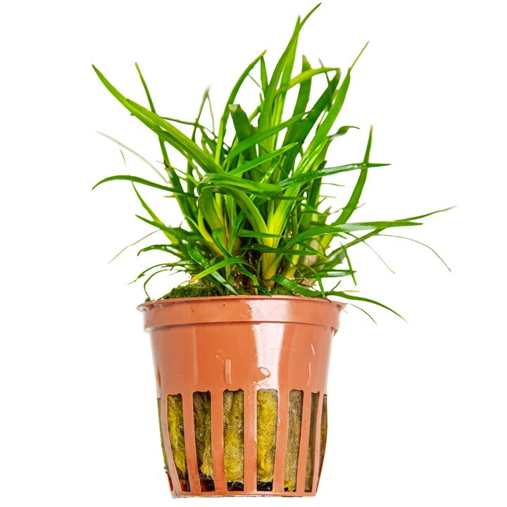 Eriocaulon sp. 'Vietnam'