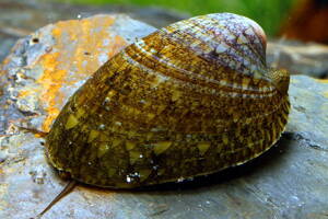 Septaria porcellana 6ks