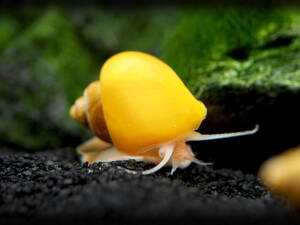 Ampularia australis yellow