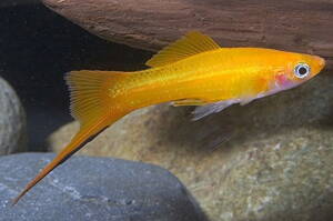 Xiphophorus helleri mary gold