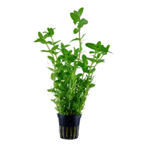 Bacopa caroliniana 