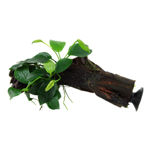 Anubias barteri var. nana na dreve s prísavkou