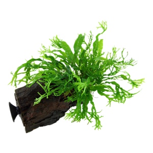 Microsorum pteropus 'Windeløv' na dreve s prísavkou