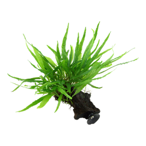 Microsorum pteropus 'Narrow' na dreve s prísavkou