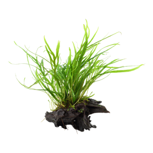 Microsorum pteropus 'Trident' na dreve