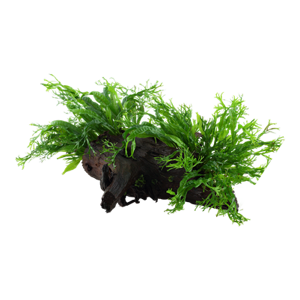 Microsorum pteropus 'Windeløv' na dreve XL