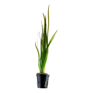 Vallisneria spiralis 'Tiger'